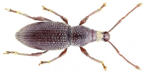 Réf. 275 391 : Otiorhynchus grenieri